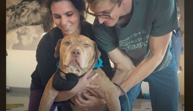 Senior pittie gets a second chance at puppyhood