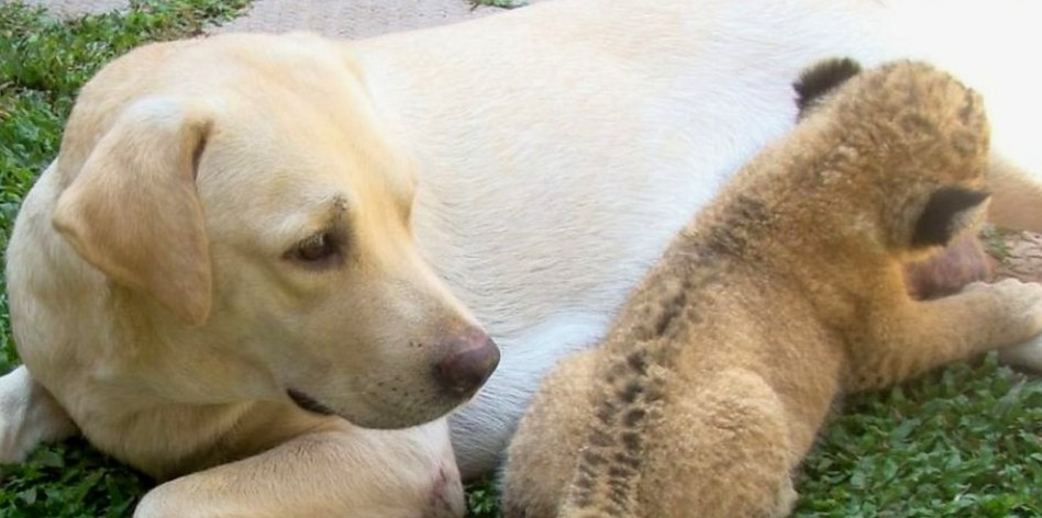 A mother’s love: This dog raised a lion cub as if it were her own.