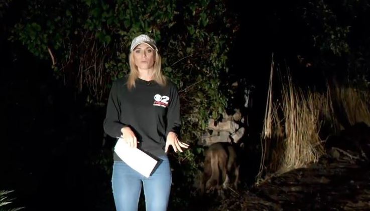 Dog or mountain lion? Animal that stirred controversy in reporter’s live shot finally identified