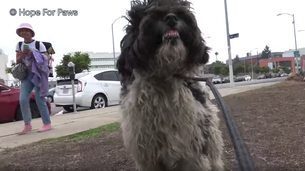 Stray Doesn’t Realize Rescuers Are There To Help, Shows His Teeth To Them