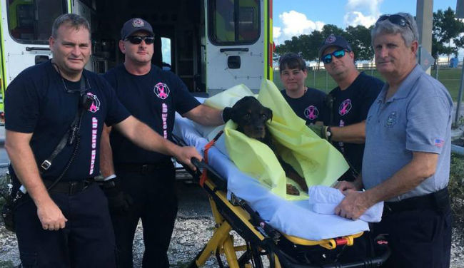 Miami-Dade’s bravest: video shows firefighters rescuing a tired dog from a South Florida canal