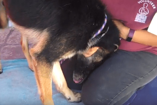 Nobody bothered to reclaim this cuddly, senior shepherd