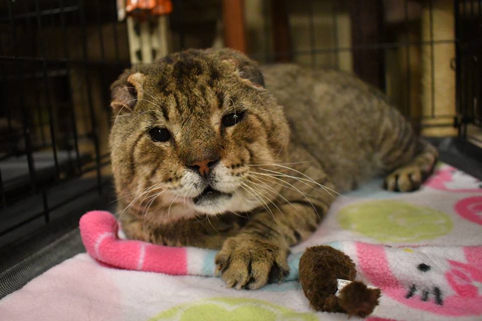 Too odd looking to be adopted? Sweet Huckleberry needs a home