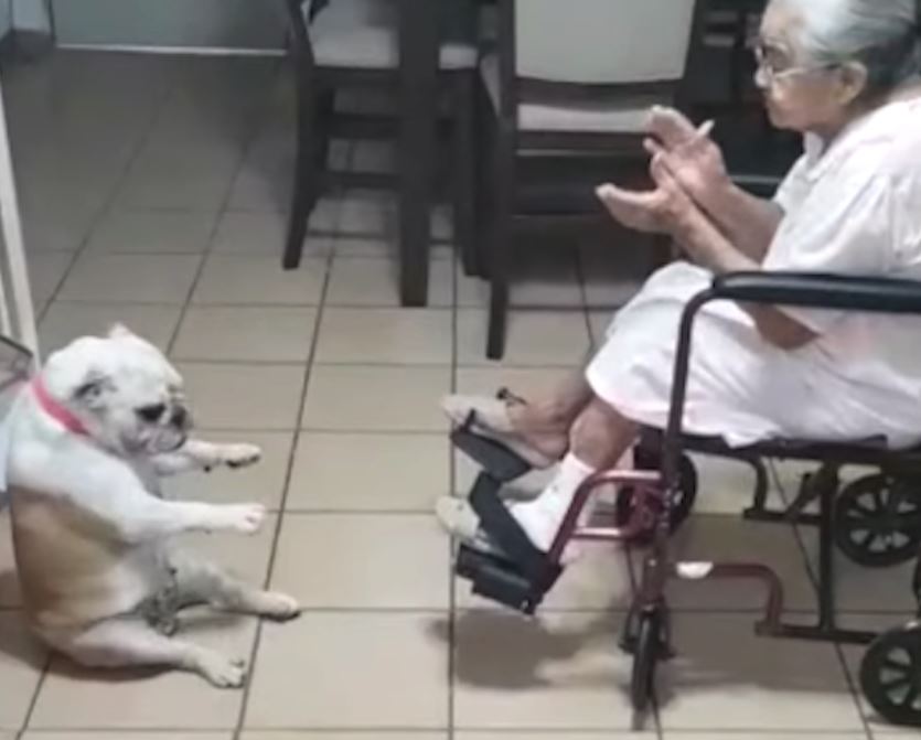 Grandma Claps And Sings, And Her Dog Can’t Help But Groove To The Beat