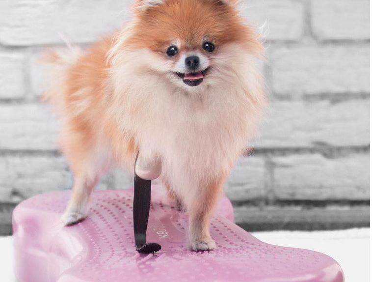 This Pomeranian Will Instantly Improve Your Day