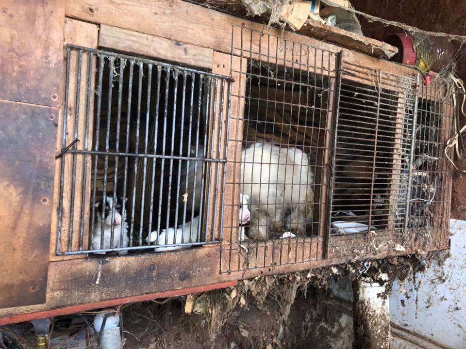 Over 100 dogs removed from deplorable conditions – living in filth and darkness