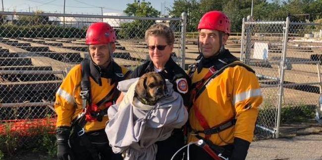 Missing puggle found clinging to pipe above New Jersey water pit