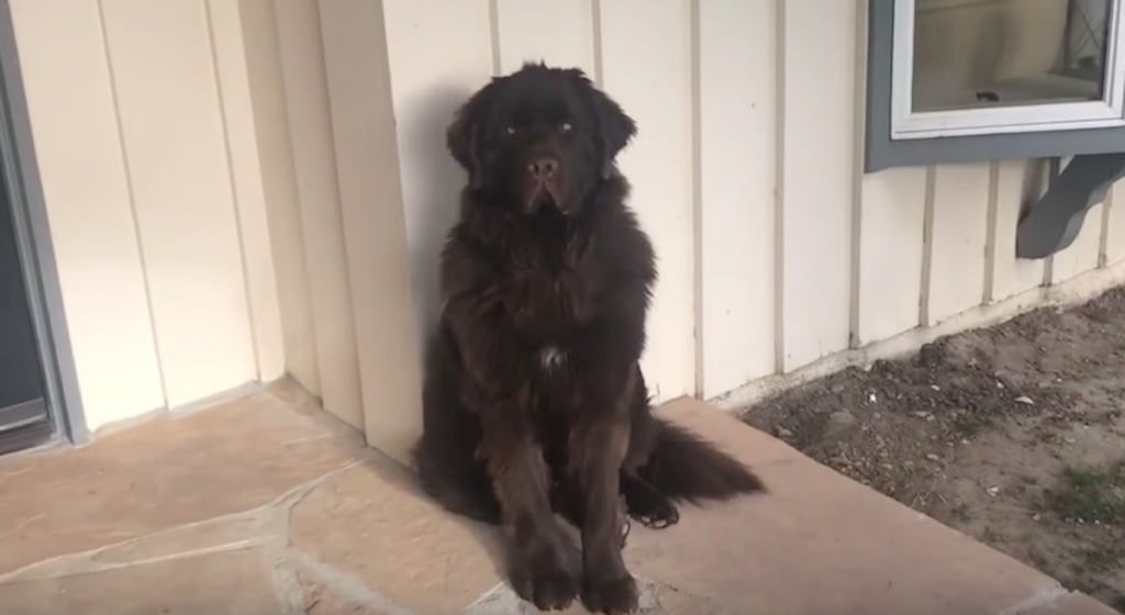 Dog Feels Mom Was Away For Too Long And Gives Her The Cold Shoulder