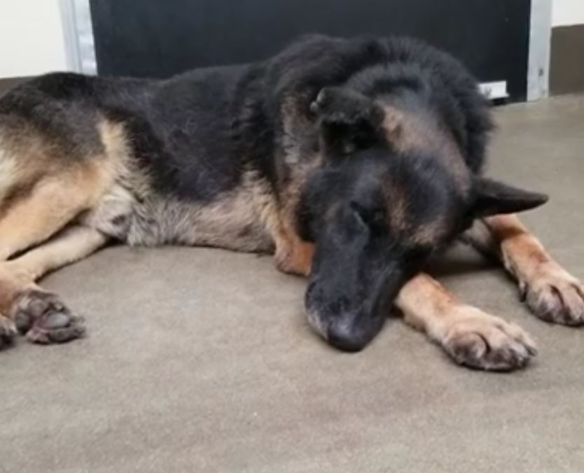 Senior shepherd seems to be resigned to his fate at busy animal shelter