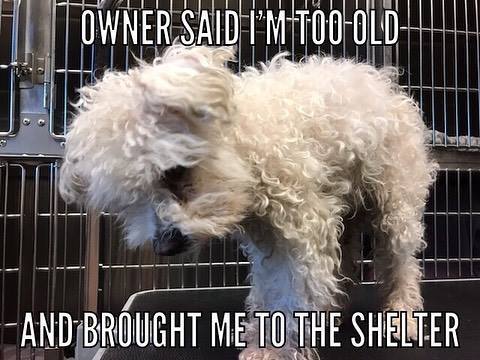 Owner surrendered dog to shelter for being ‘too old’