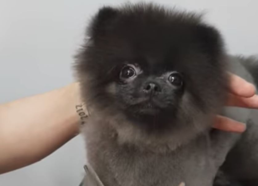 Tiny Dog Dances To Music As She Gets Trimmed, And The Groomer’s In Stitches