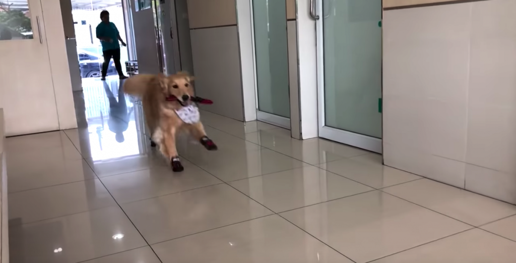 The Vet’s Office Is Basically A Playground To This Golden Retriever