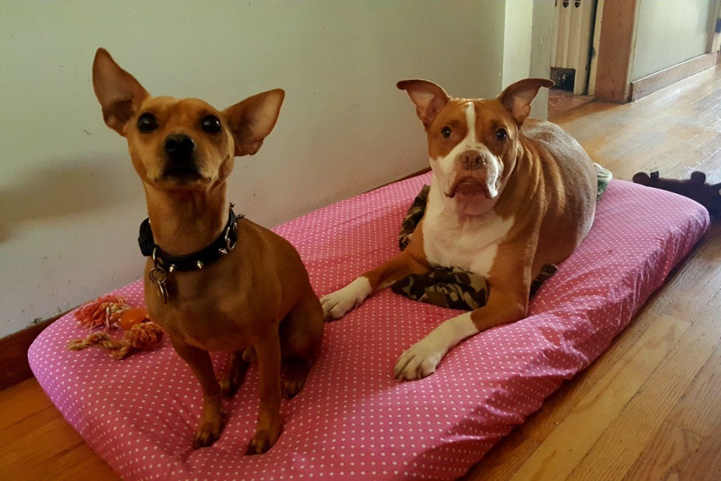 Dispute over ownership of two dogs, Willow and Pharoah