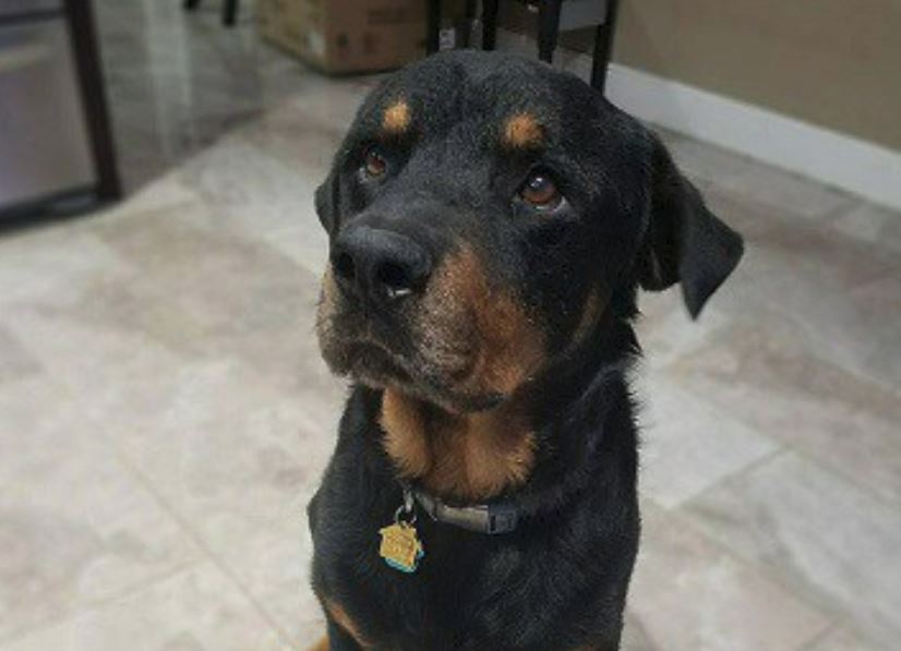 Tequila, four year old Rottweiler looking for his forever home