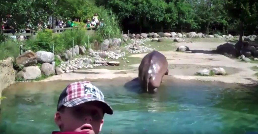 Zoo-Goers Are Checking Out A Hippo When It Rips The Biggest Fart