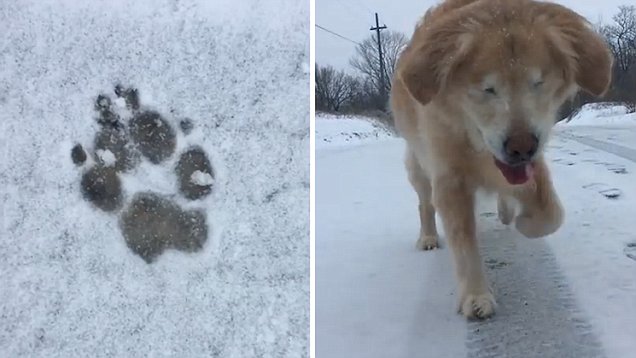 Blind Dog Who Was Going To Be Put Down Prances Around In The Snow