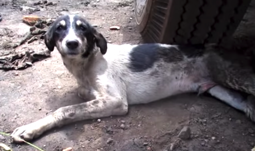 Street Dog Couldn’t Stand To Get To Food, But His Guardian Angels Showed Up