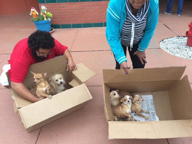 Tears: Seven dogs in cardboard boxes hauled into dump at shelter