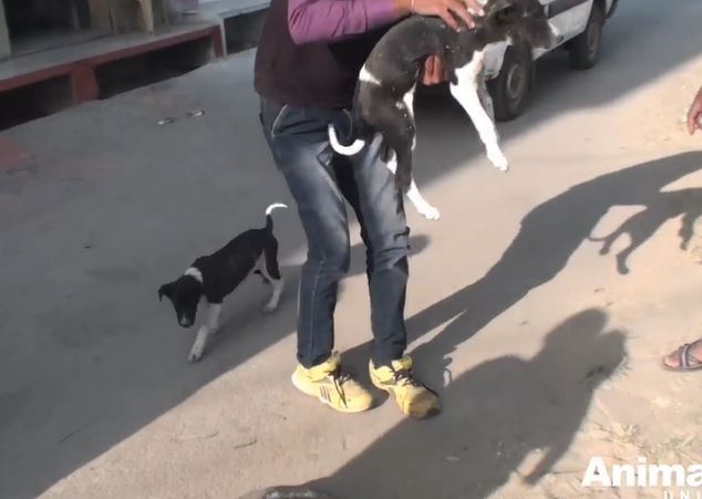 Two puppy sisters attacked but incredible help came to their rescue