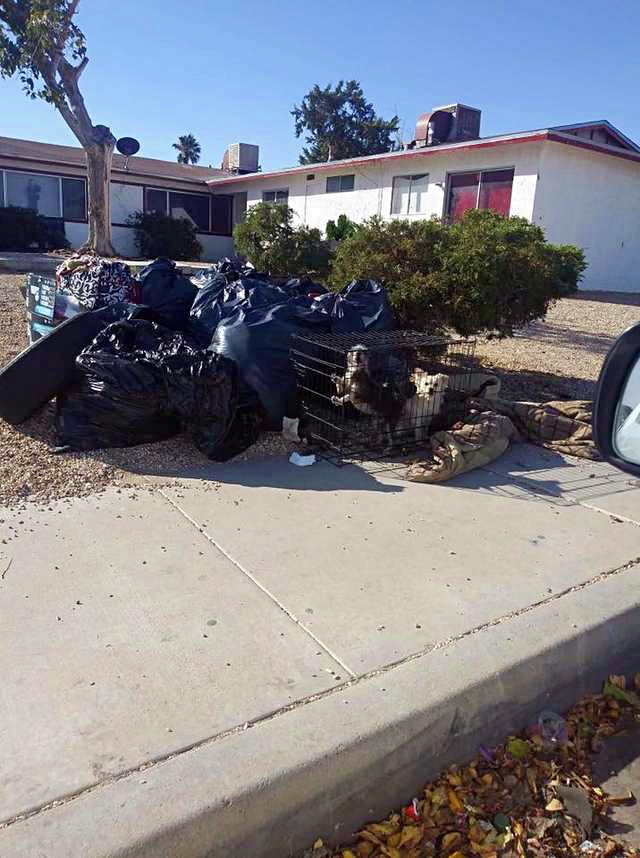 Woman Moves Away And Leaves Dogs Out With The Garbage For Morning Trash Pickup