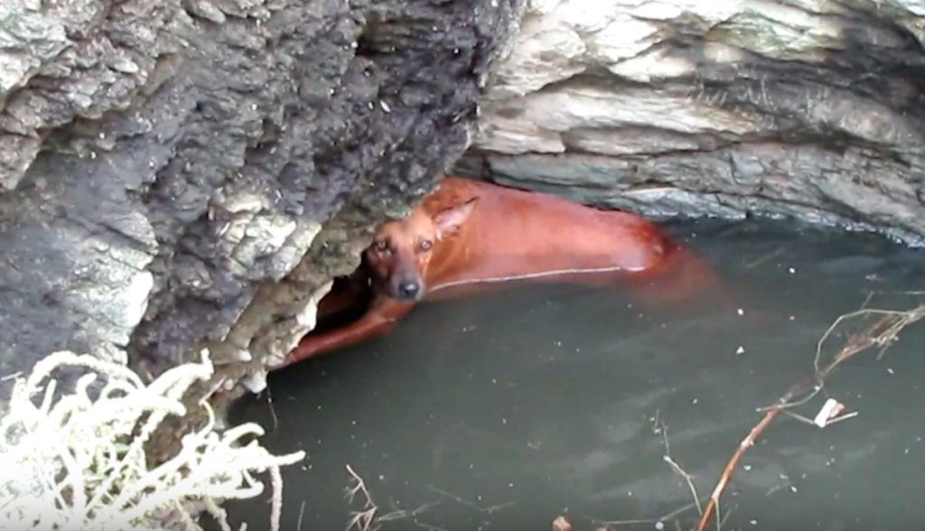 Exhausted Dog Found Clinging To The Side Of A Deep Well Is All Smiles Now