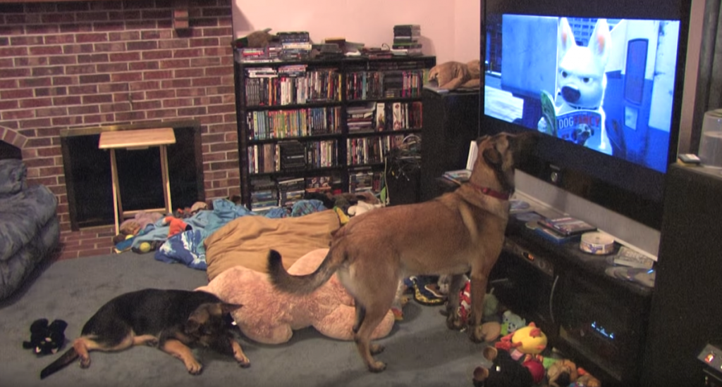 Dad Puts On Dog’s Favorite Movie, And The Dog Starts Raging