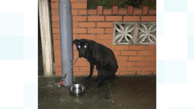 Terrified pup left chained to lamppost in freezing cold