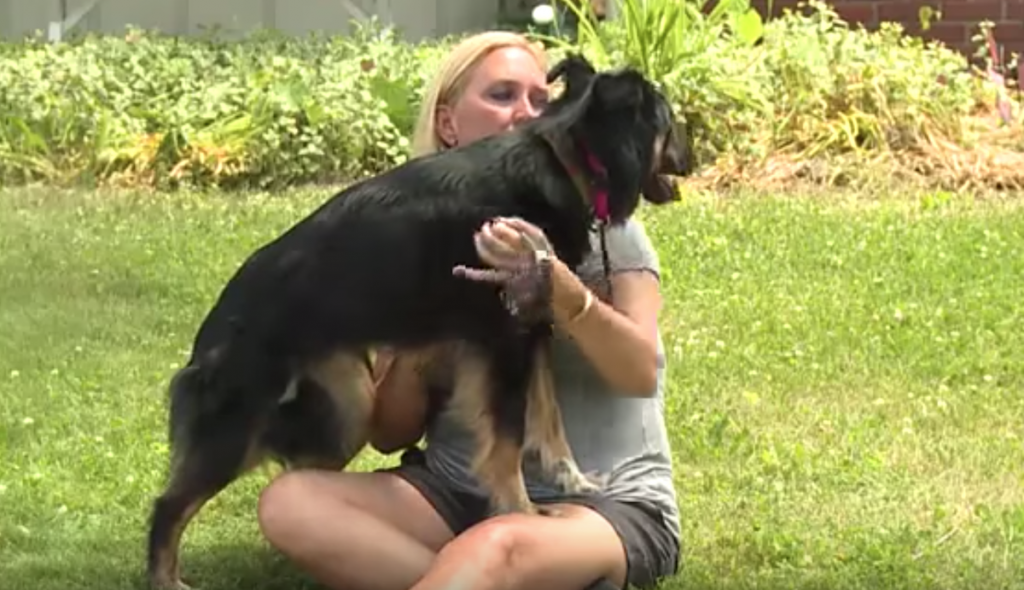 Dog Had Been On The Run For 3 Years When Finally Captured, And Mom’s Beside Herself