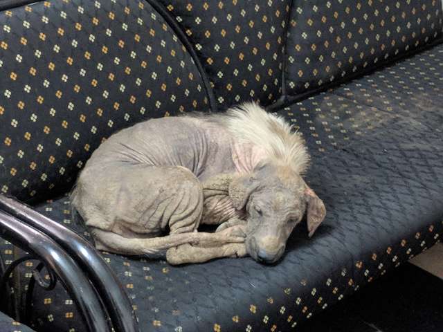 Sick Street Dog Walks Into Shelter And Finds Cozy Place To Sleep