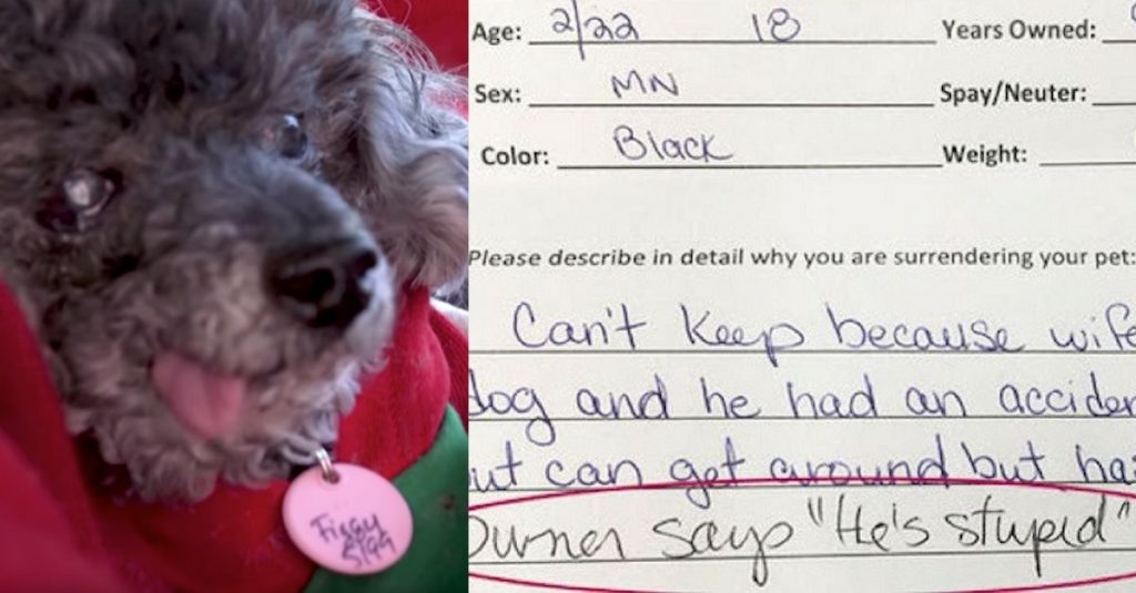 Couple Surrenders Dog Near The End Of His Life To Shelter Because He’s ‘Stupid’