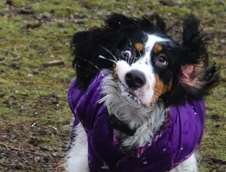 Dogs Who Forgot How To Dog And Don’t Want To Be Judged For Their Actions