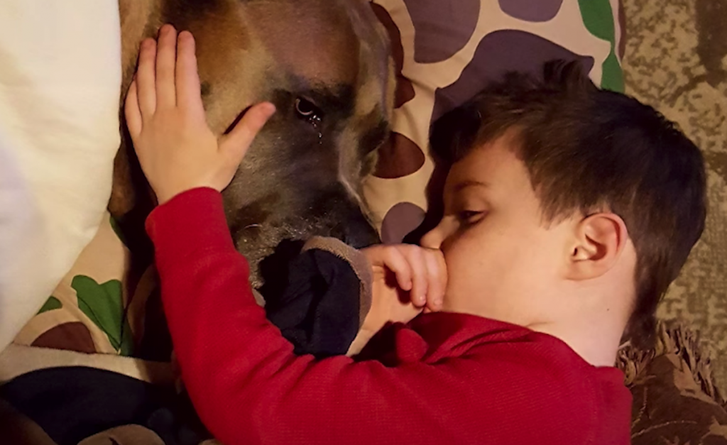 Dog Pushes Himself To Walk Again So He Can Be With His Favorite Boy