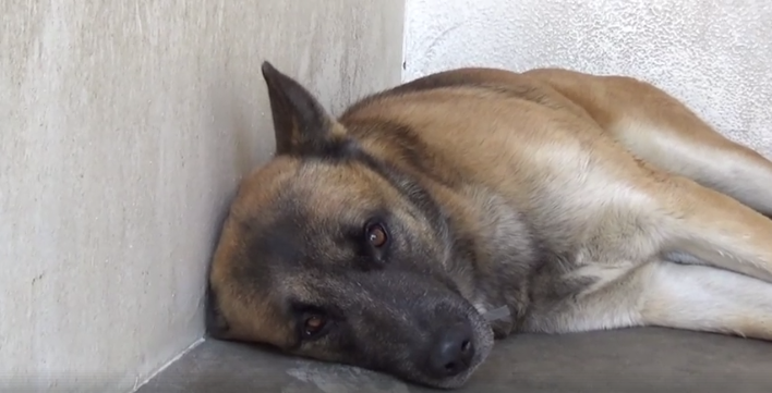 Handsome stray – his owners didn’t show up to take him home