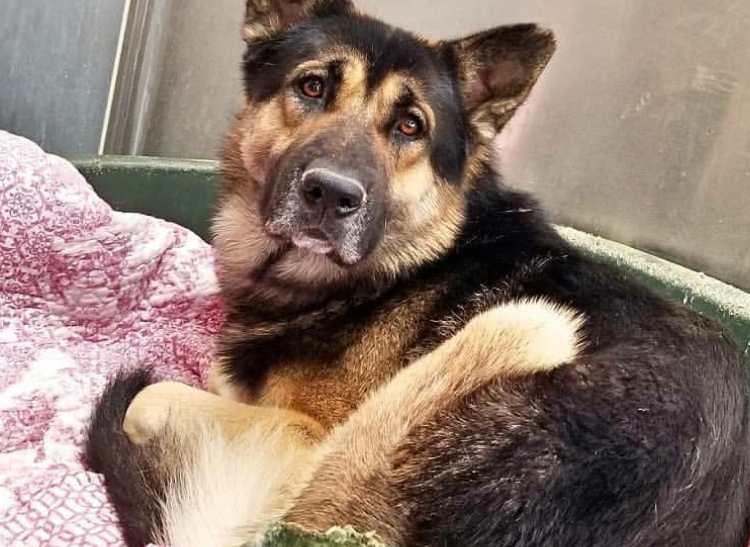 Homeless shepherd waits for owner who isn’t coming