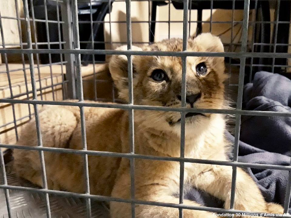 Lion cub discovered in Lamborghini at Paris’ tourist attraction