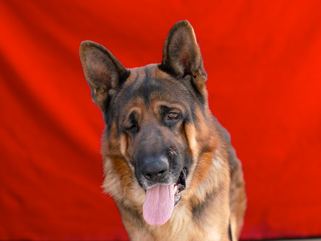 Magnificent German Shepherd’s Owner No Longer Had Time For Him