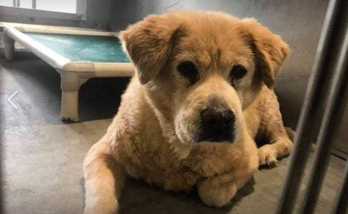 Senior dog scared and alone after owner surrendered her at 12 years of age