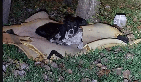 Saving Olivia: Abandoned, unable to walk resting on old mattress