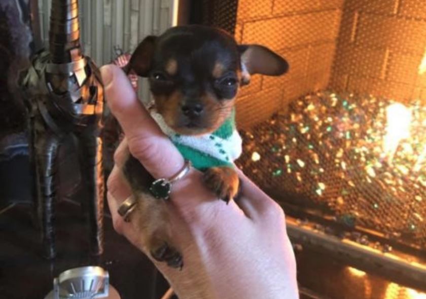 One-pound puppy Rico continues to make strides in recovery