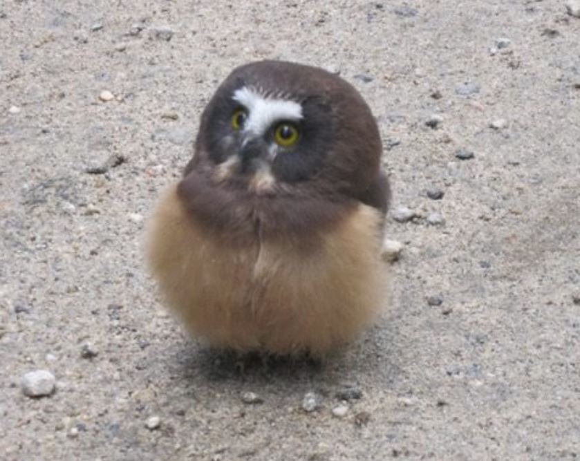 Police Officer Stumbles Upon Baby Owl, Has An Adorable Conversation