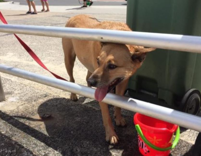 Dog left to swelter in Australia heatwave as owner goes for a swim