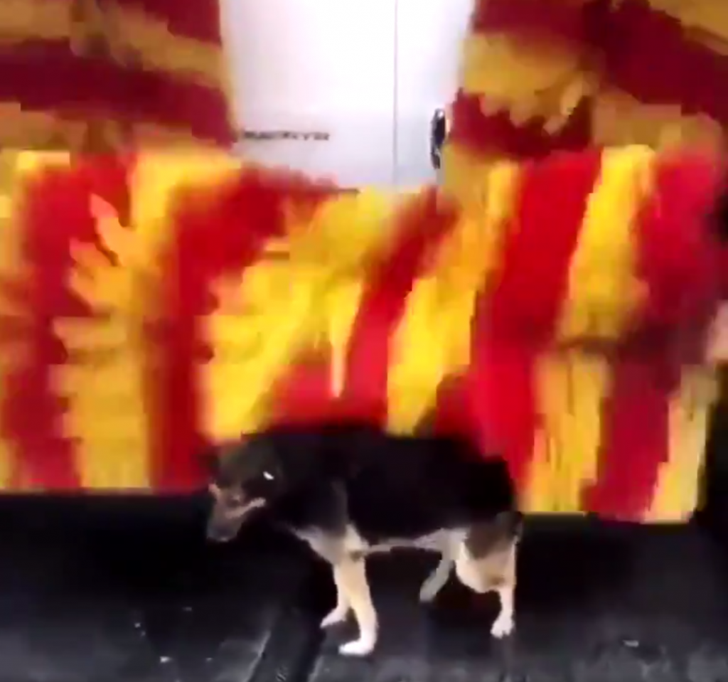 Every Day, Stray Visits The Car Wash To Use Their ‘Petting Machine’