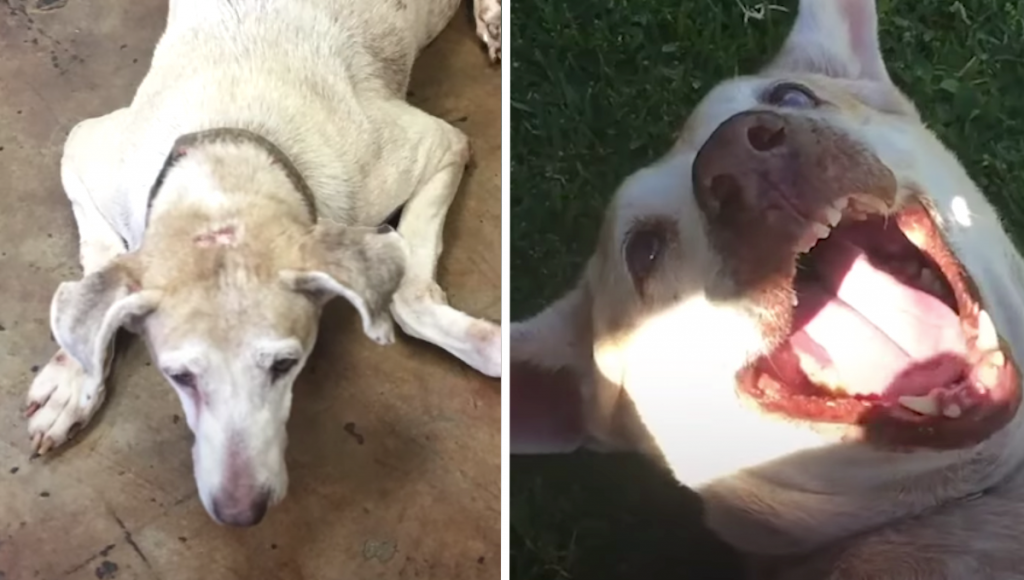 Dog Waited At The Shelter For So Long Her Face Turned White