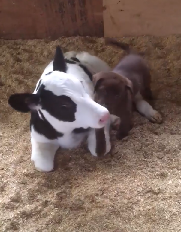 Puppy Introduces Himself To A Newborn Calf, And He Can’t Hold Back