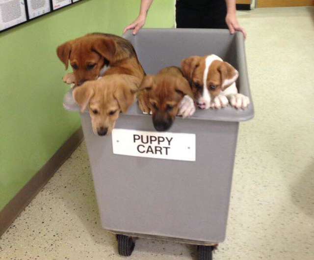 This Shelter Has A ‘Puppy Cart,’ And It’s Doing Wonders For Their Dogs