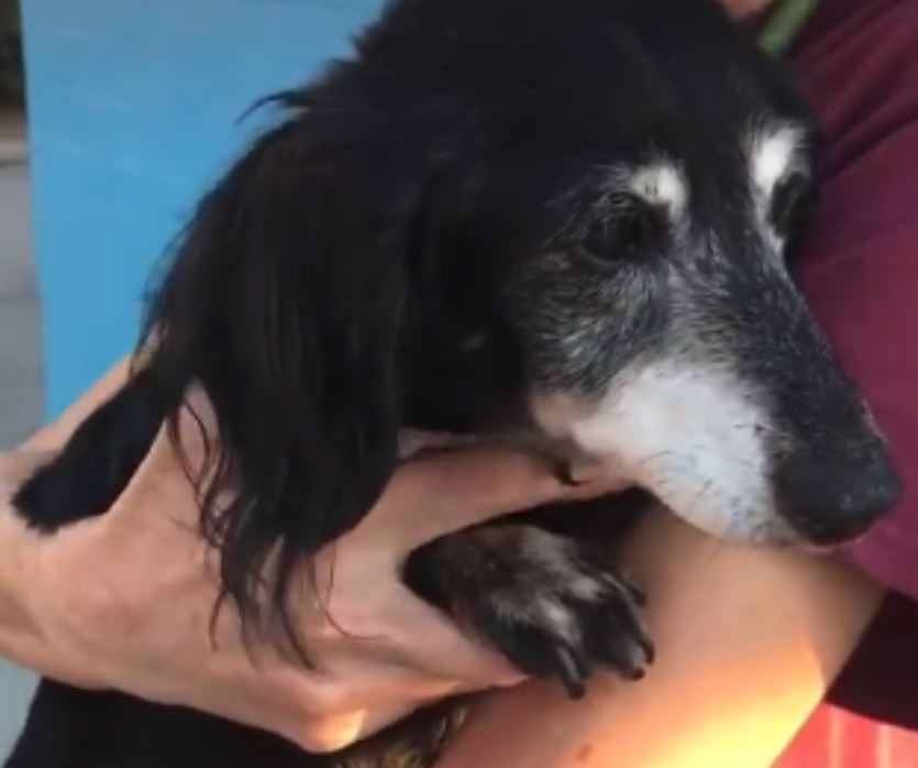 Dog surrendered at 16-years-old: Schatzi finds new home