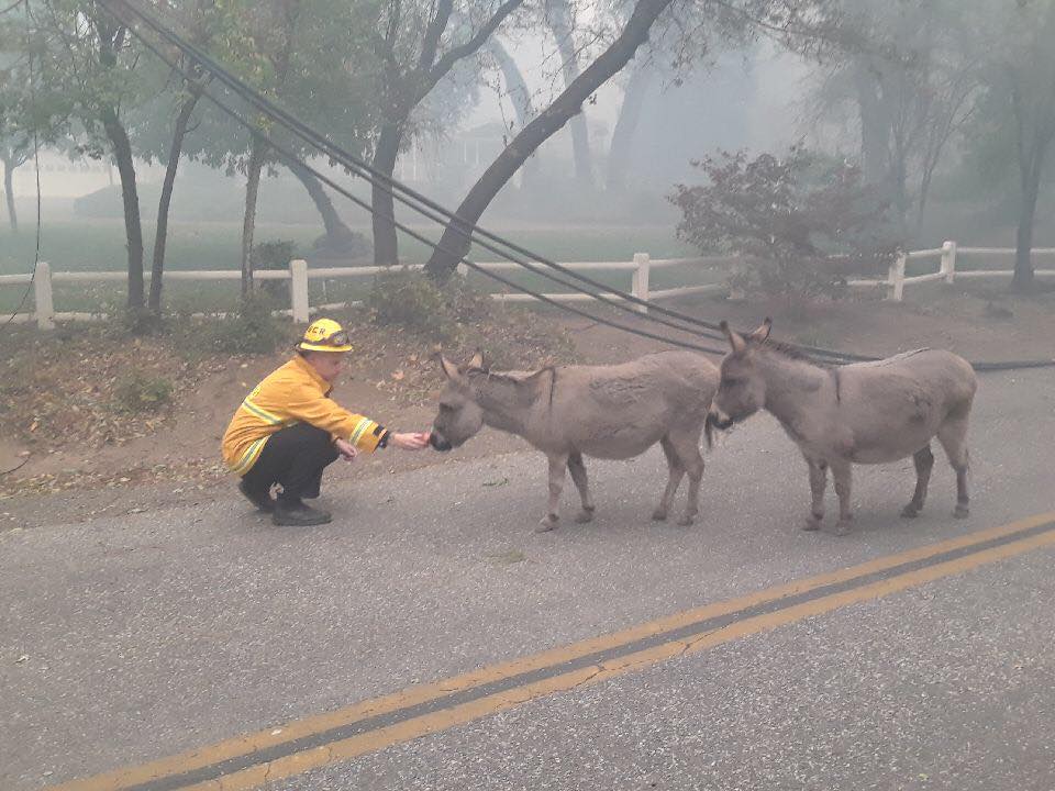 Exhausted firefighters rescue scared donkeys in act of kindness