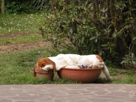 20 Dogs Who Have Mastered The Art Of Napping