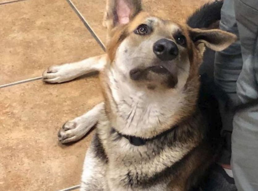 Shepherd, Zsa Zsa returned to shelter after 2-year-old teased dog with toy