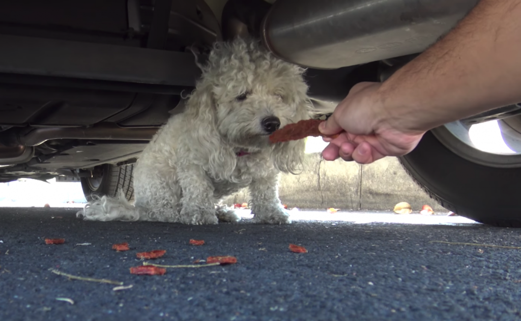 Rescuers Spot Dog Hiding Under Car, Later Find Out Why She Acts The Way She Does